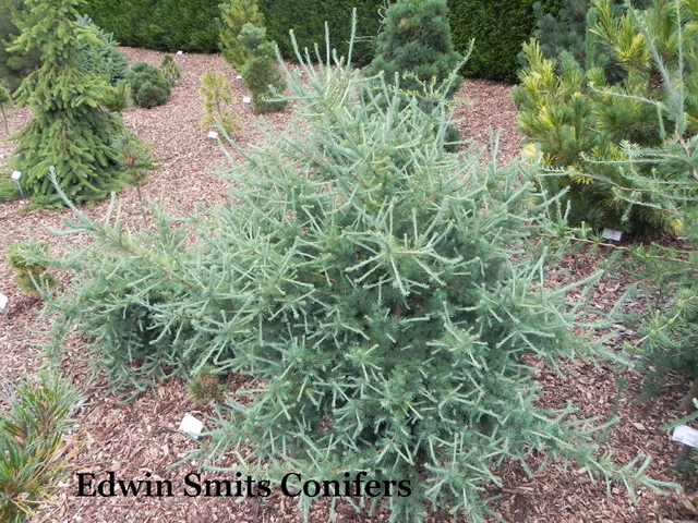 Larix laricina 'Top Knot'